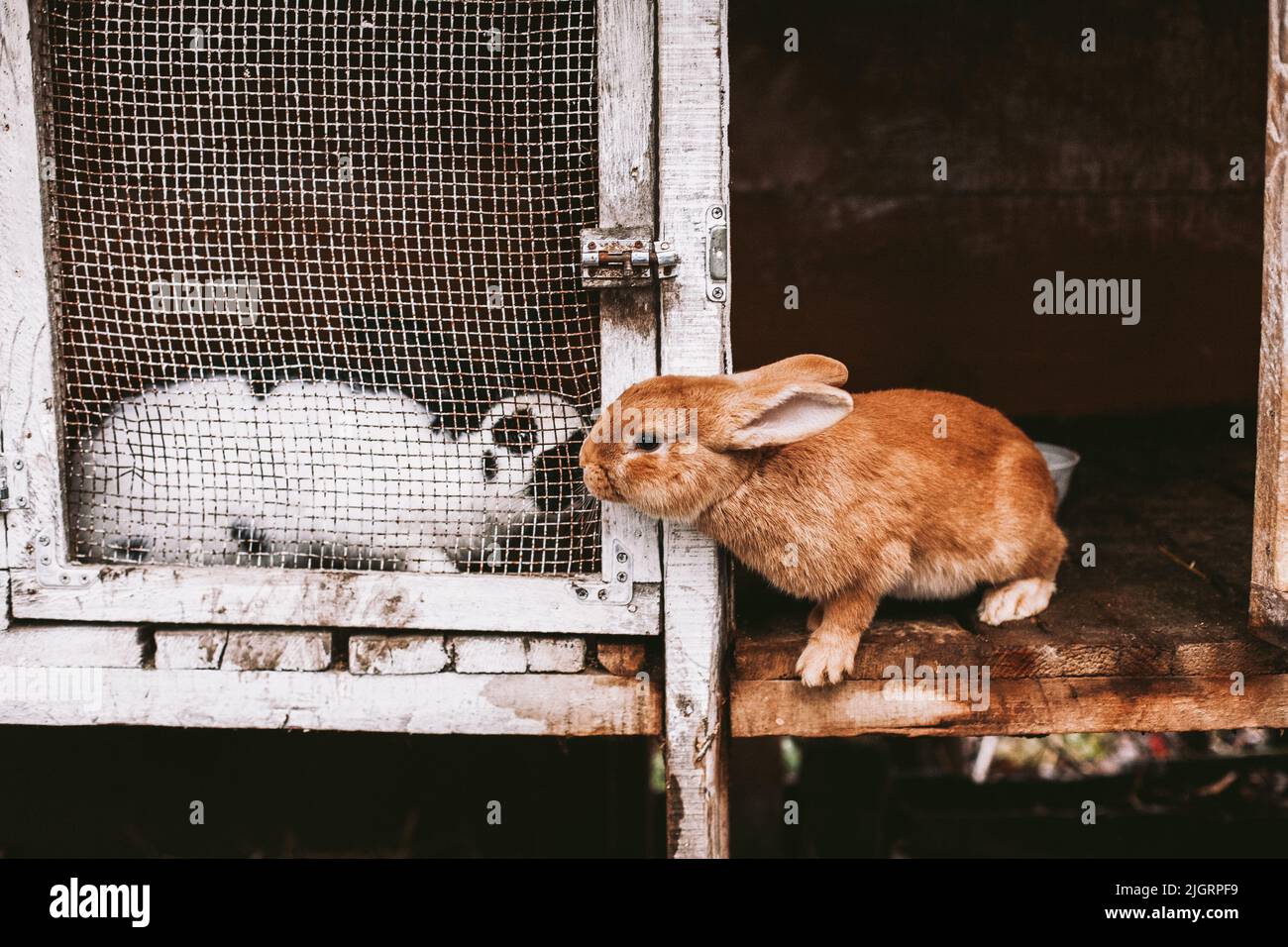 Due conigli innamorati seduti in gabbie Foto Stock