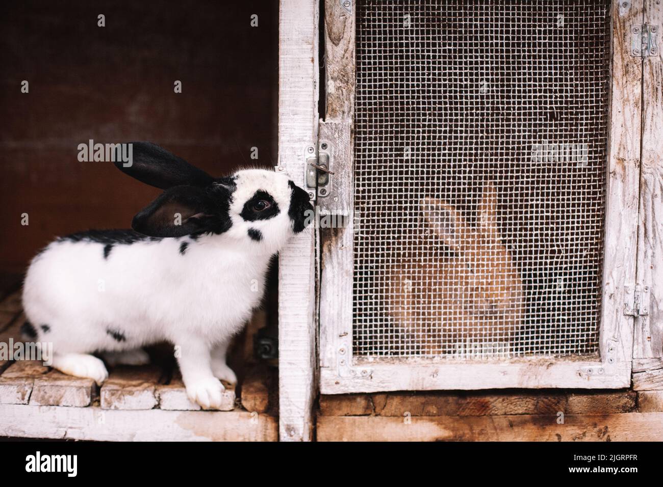 Due conigli seduti in gabbie Foto Stock