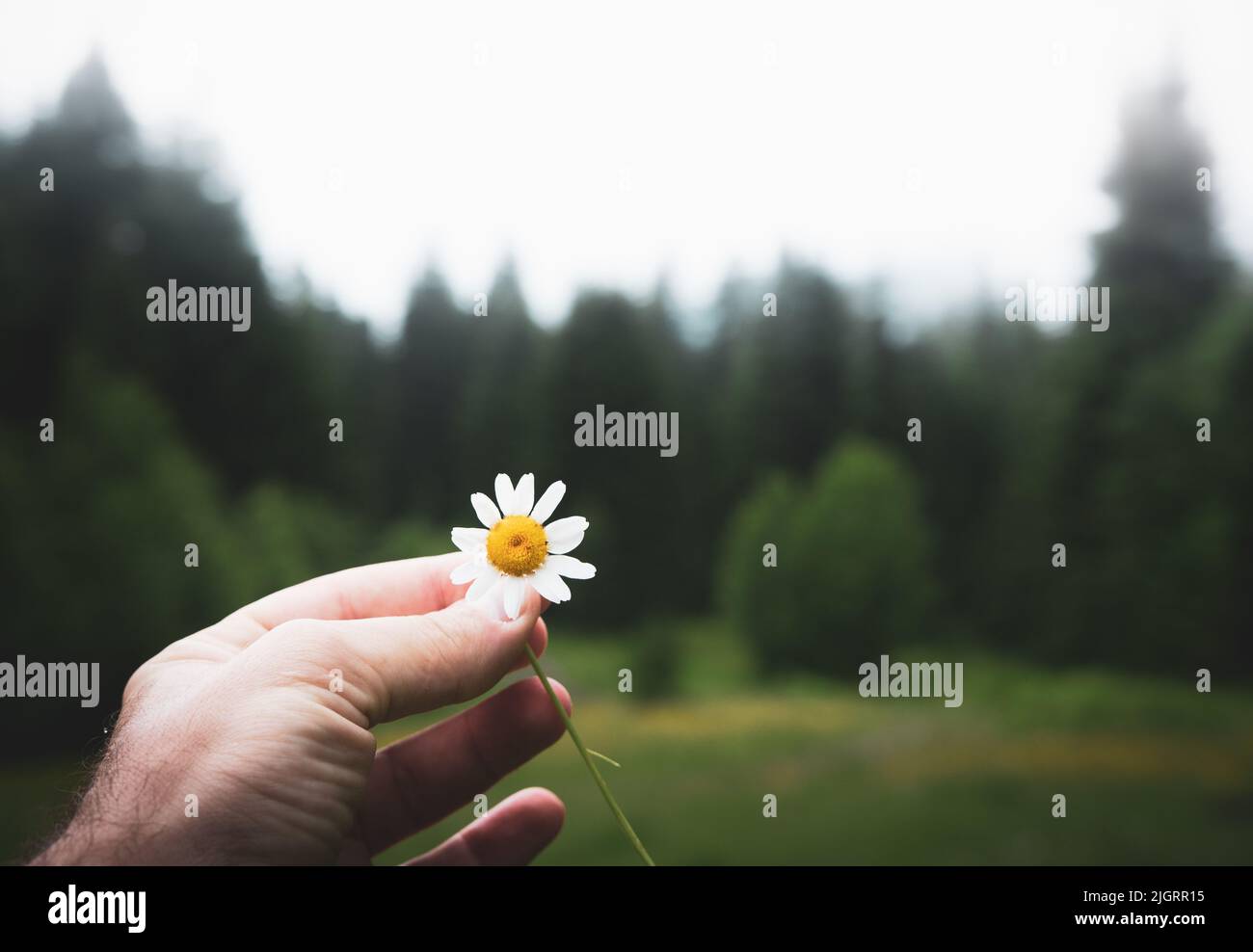 Mano che tiene una sola margherita. Il fiore isolato è scelto a mano dalla foresta verde Foto Stock