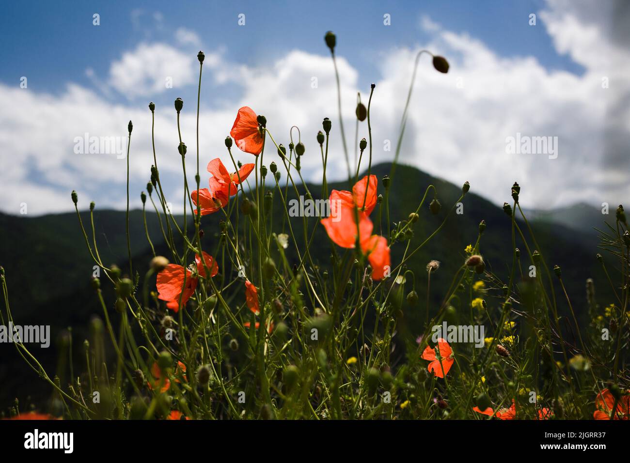 Papaveri rossi sullo sfondo delle montagne Foto Stock