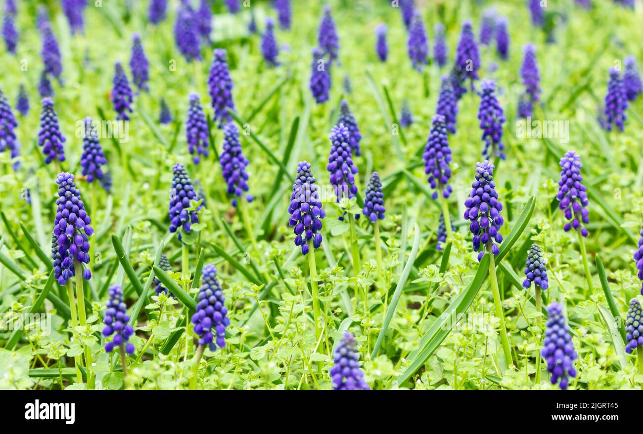 Bello e fresco fiori blu giacinto d'uva (Muscari armeniacum) in erba verde su prato soleggiato, famiglia Lily, piccola primavera-fioritura, cluster stretti Foto Stock