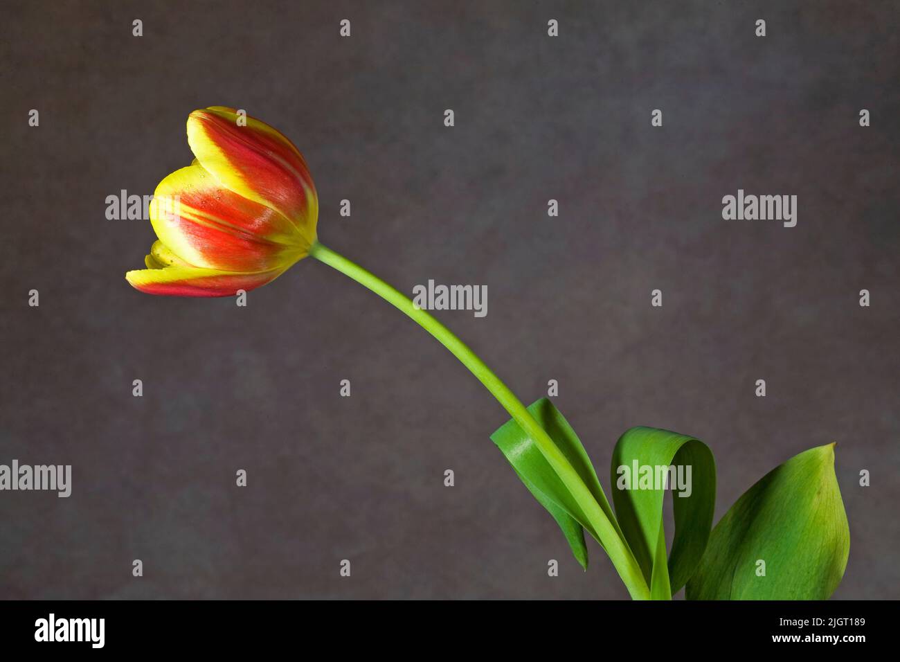 Un bel tulipano domestico di colore rosso e giallo su uno sfondo semplice. Foto Stock