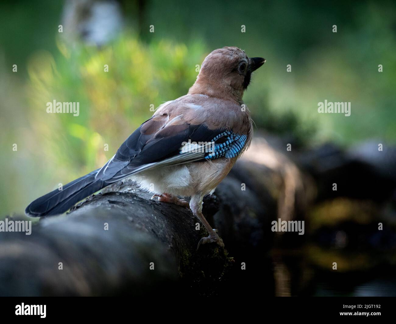 Mangiatoia Per Uccelli Da Appendere - Stile Casa Di Campagna, Legno Di Pioppo, 23.5x18x18 Cm - Foto 4