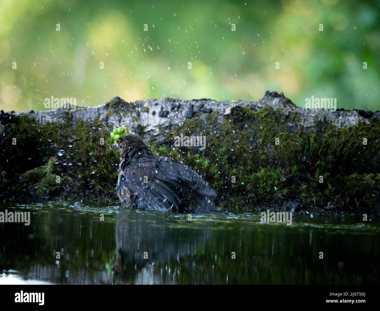 Un uccello nero che si bagna energicamente in una piscina boschiva, gocce d'acqua che volano, accanto a un tronco di muschio in estate Foto Stock