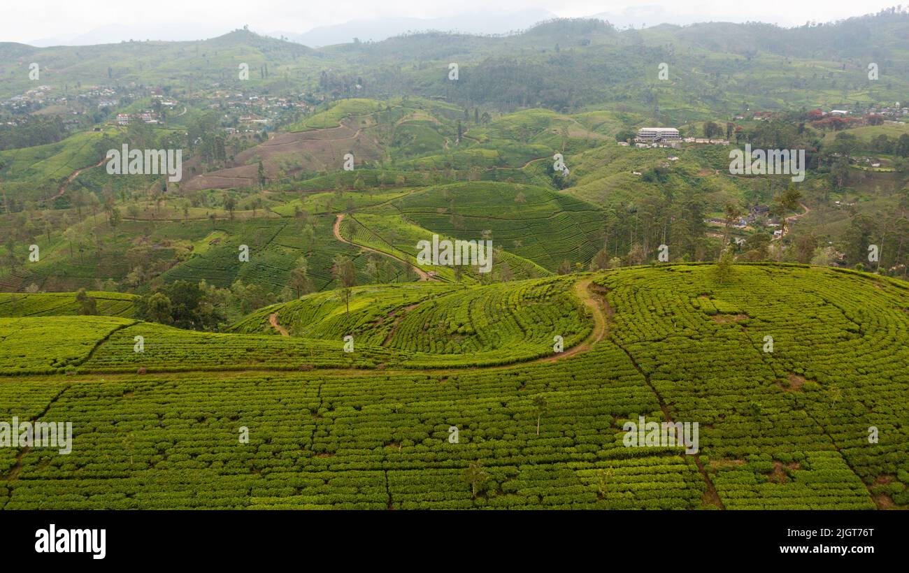 La tenuta del tè in Sri Lanka. Alta piantagione di tè di montagna. Foto Stock