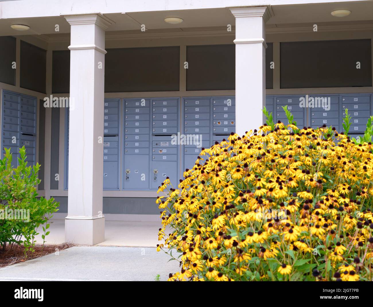 Brown-Eyed Susan di Mail Kiosk in complesso residenziale Foto Stock