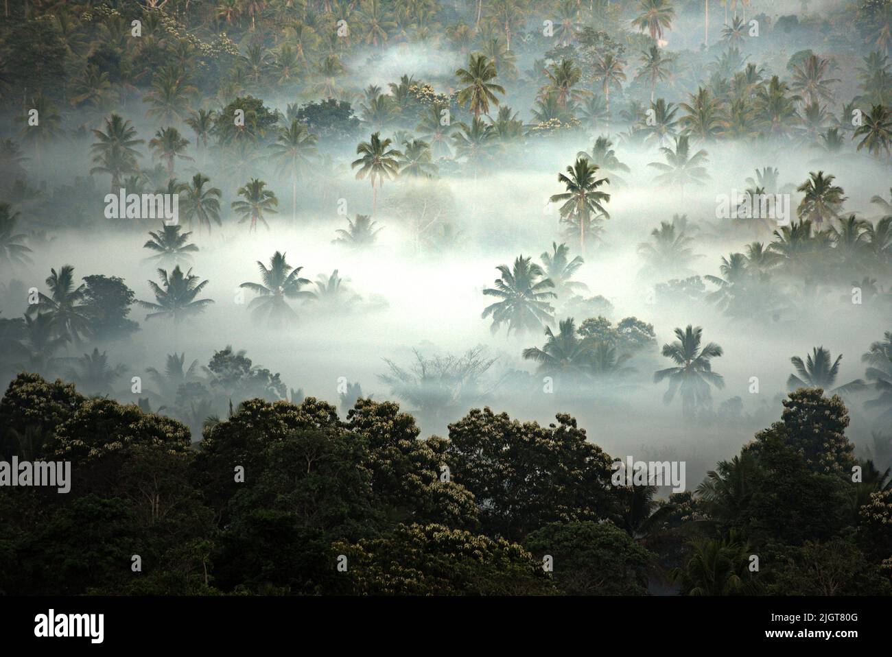 Nebbia sul paesaggio agricolo dove crescono alberi di cocco ad Atadei, Lembata, Nusa Tenggara orientale, Indonesia. Foto Stock