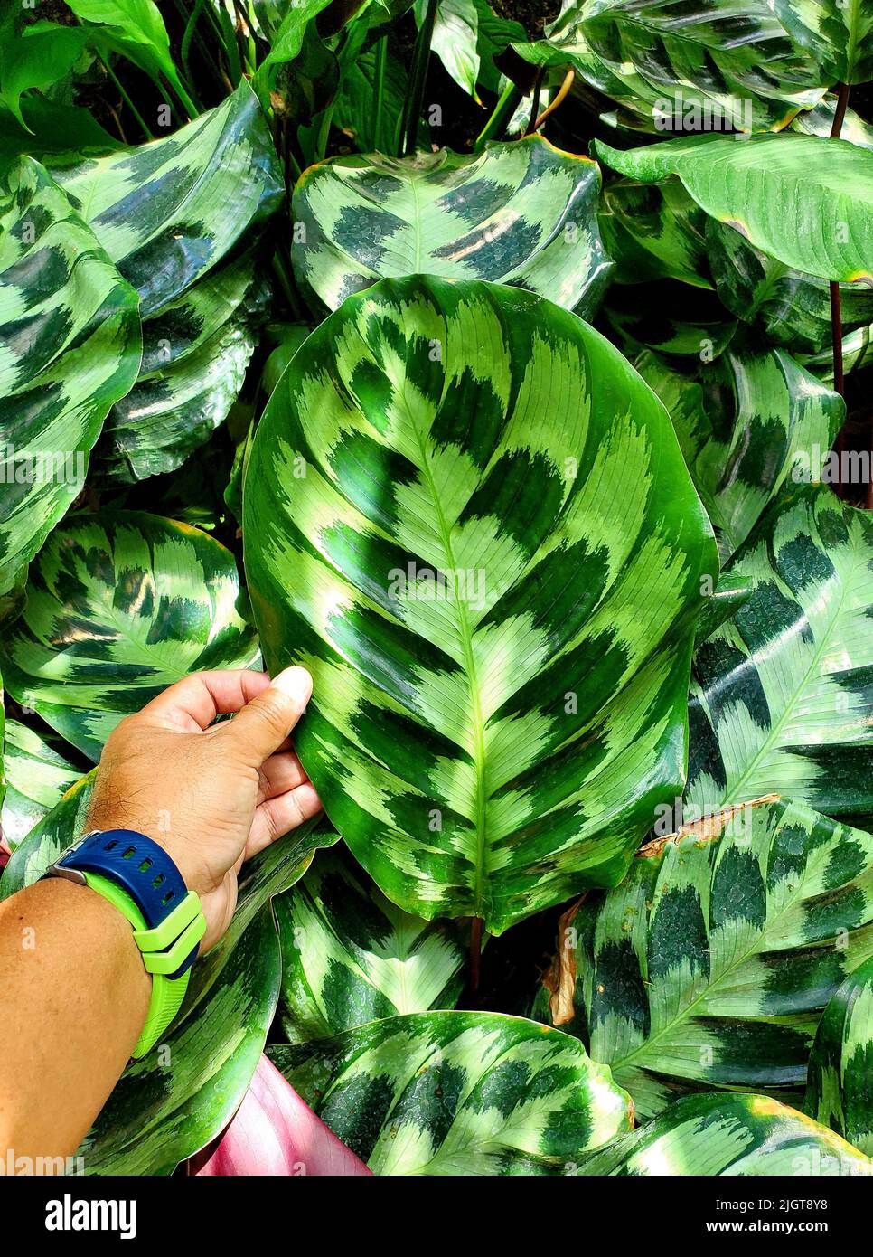 Belle foglie variegate e verdi di Calathea Marantha Foto Stock