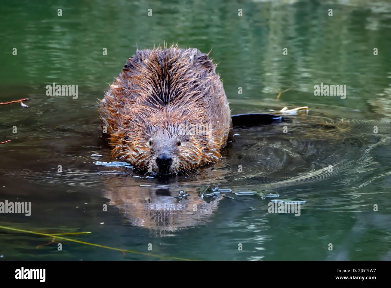 Un giovane castore 'Castor canadensis', entrando nell'acqua del suo laghetto castoro dopo aver mangiato un gustoso salice sipling Foto Stock