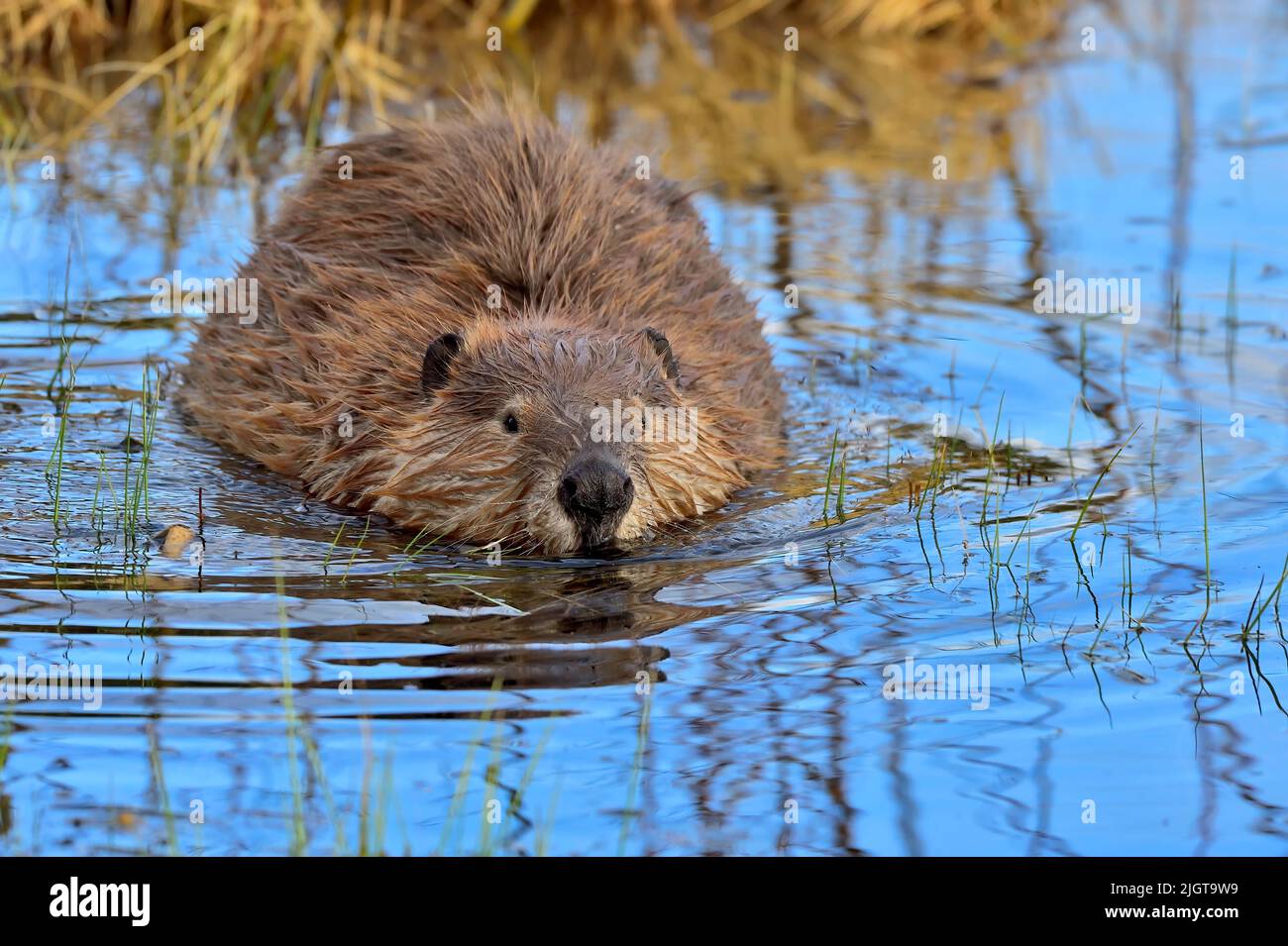 Un giovane castoro 'Castor canadensis', entrando nell'acqua del suo laghetto castoro nella campagna Alberta Canada Foto Stock