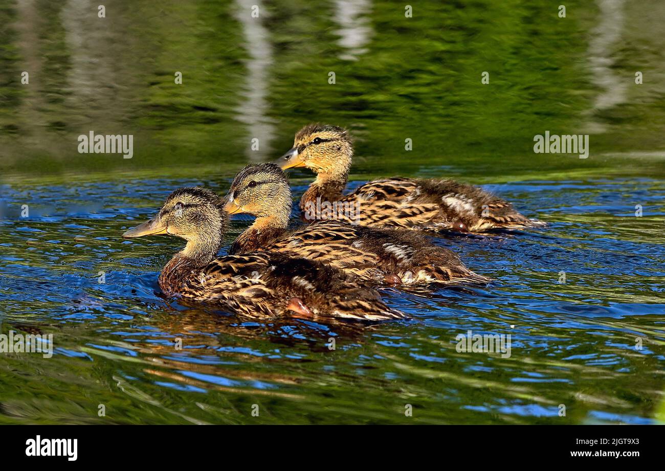 Trio di giovani anatre di mallardo (Anas platyrhynchos); nuoto in acqua dorata Foto Stock