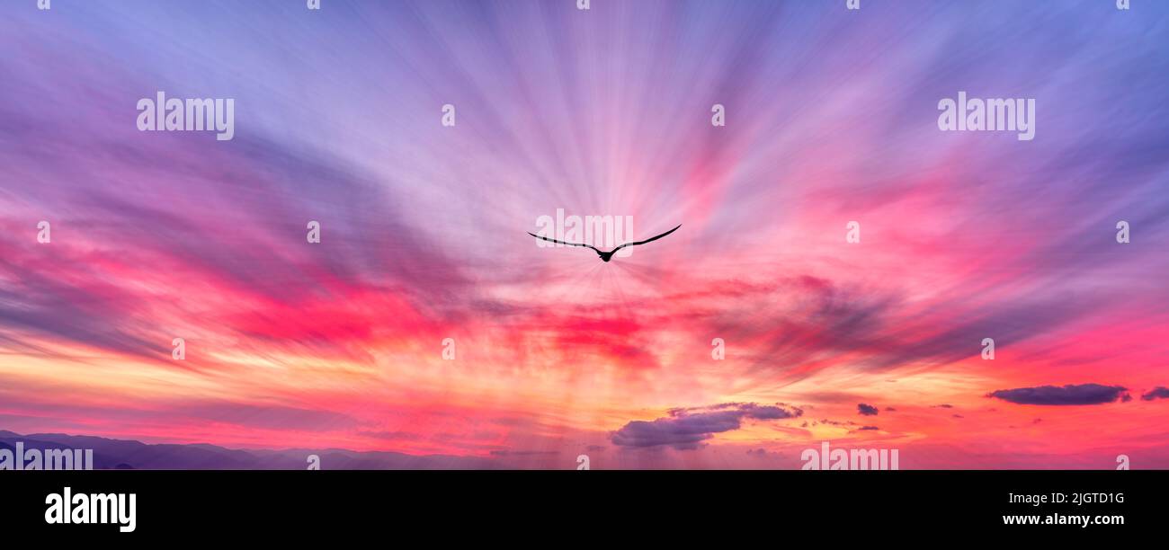 Una silhouette di uccello con ali sparsi è volare verso i raggi di luce in stile immagine banner Foto Stock