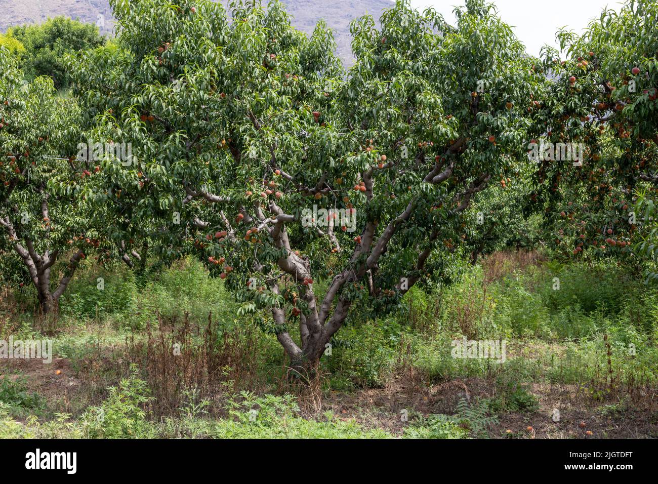 Fattoria di frutta di pesca che produce le pesche deliziose nella stagione estiva Foto Stock