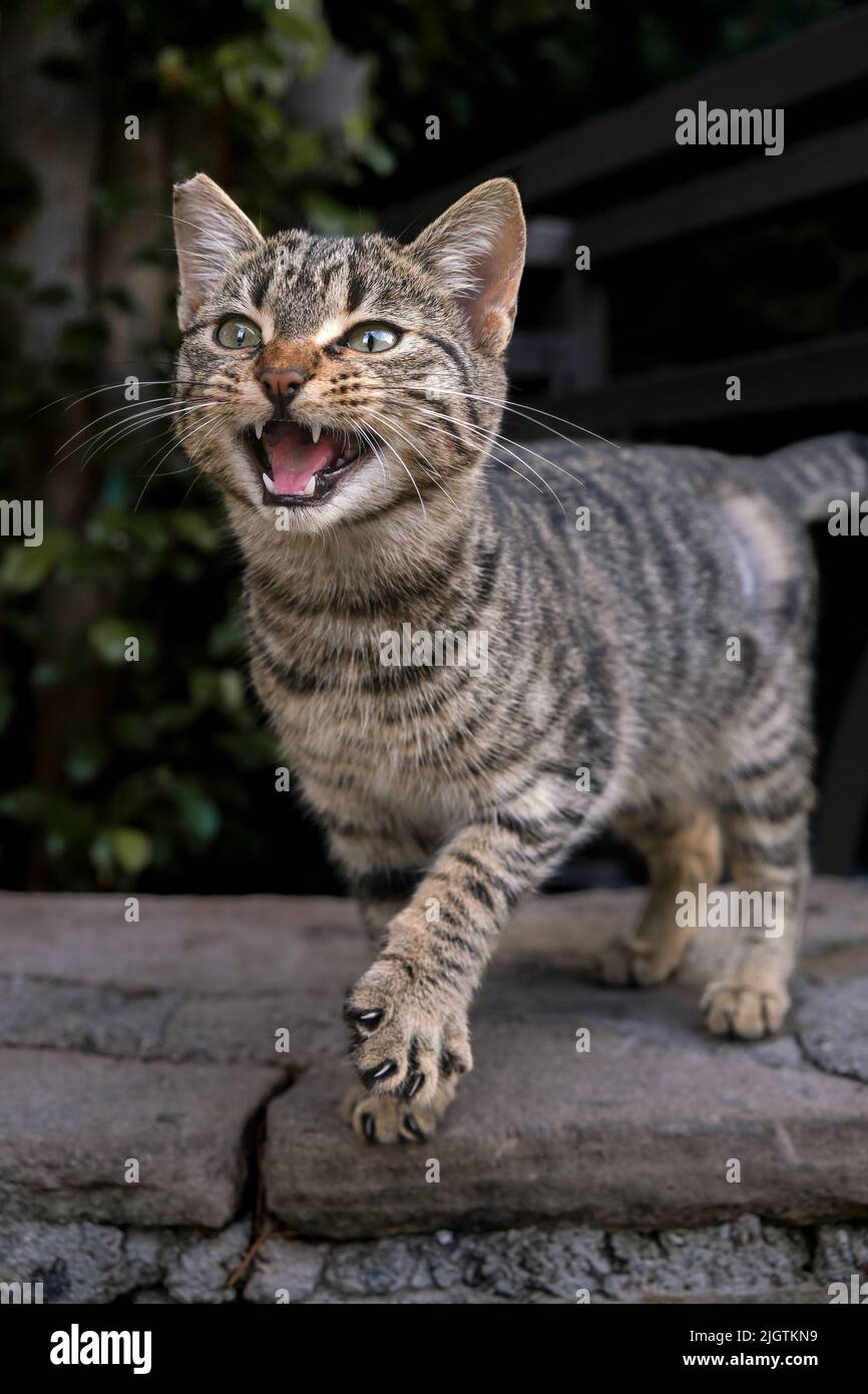Foto verticale del singolo giovane gatto grigio che mora, bocca aperta e che fa un passo in avanti sul campo. Foto Stock