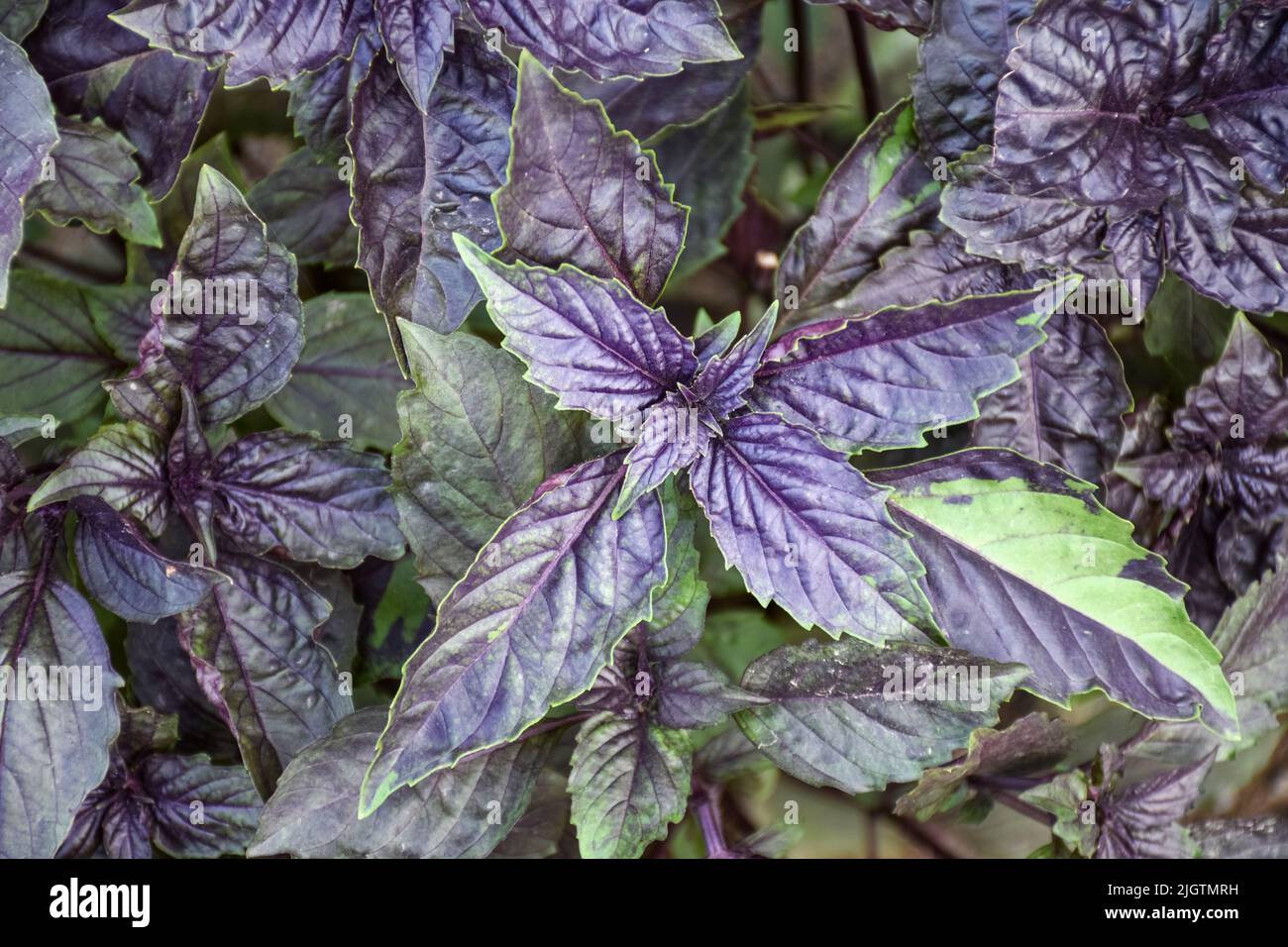 Erbe culinarie, germogli di foglie di basilico viola in un letto da giardino Foto Stock