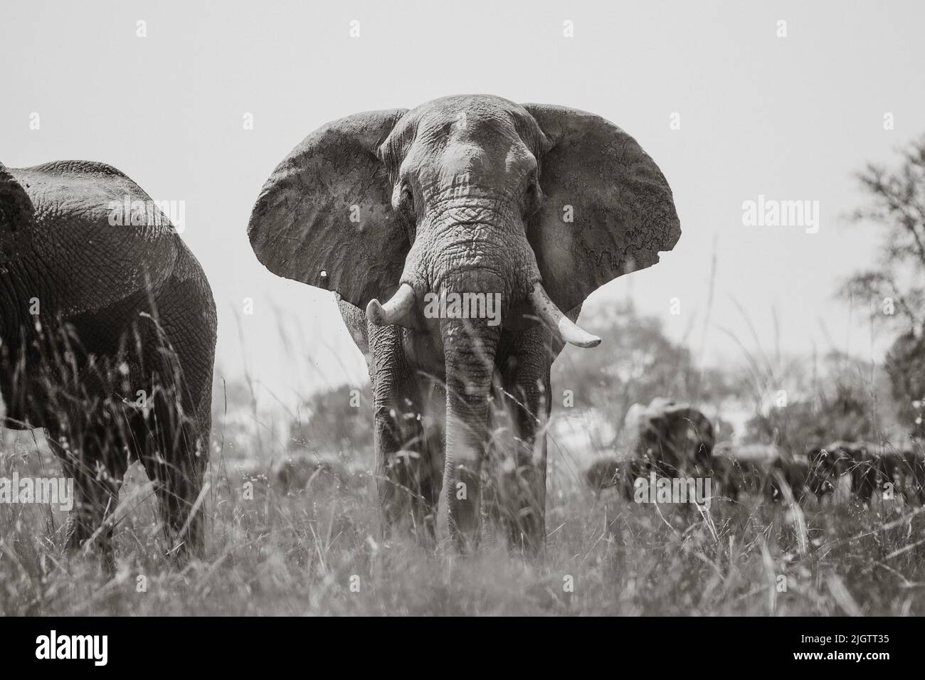 Toro dell'elefante Foto Stock