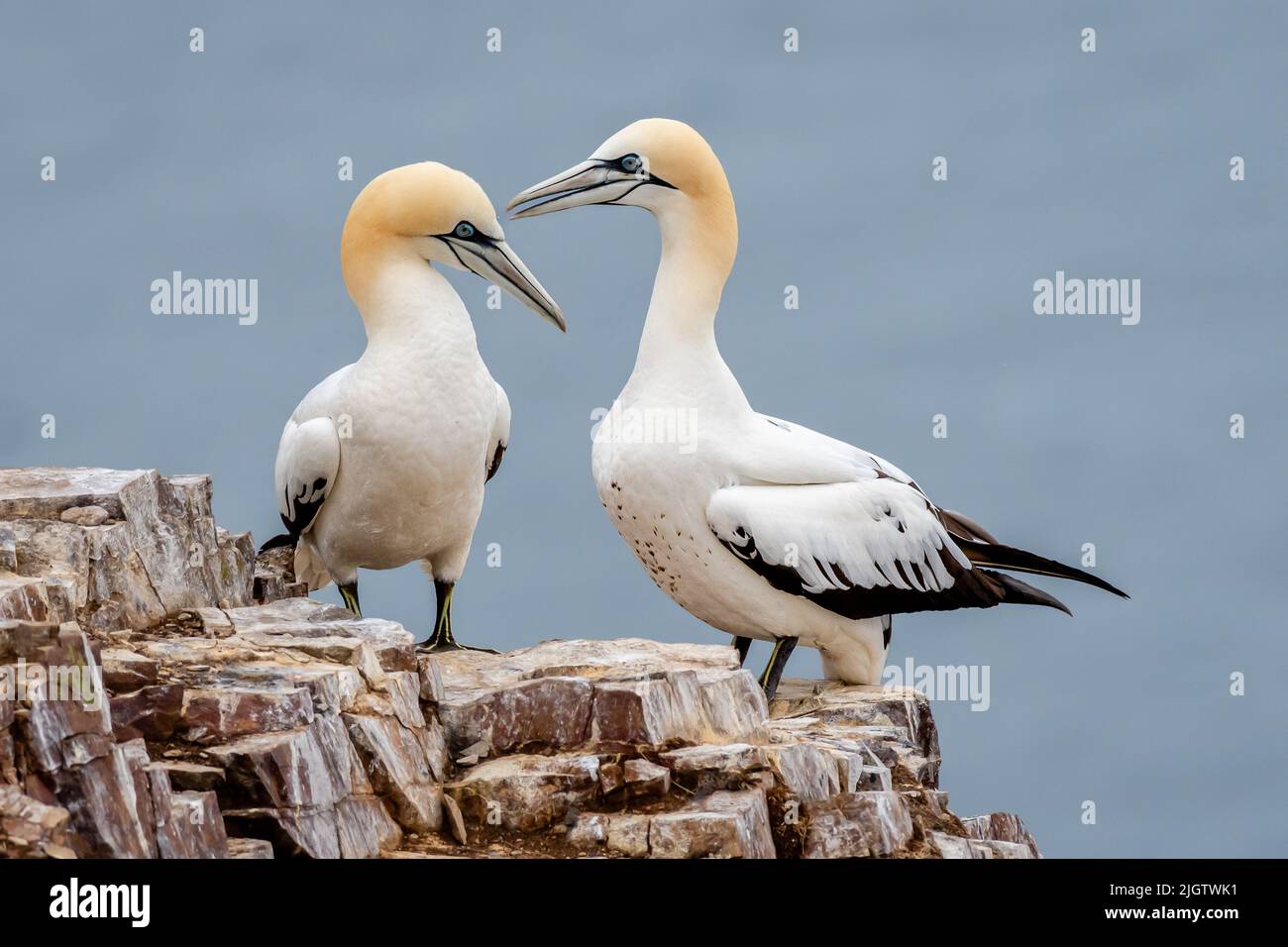 Northern Gannet alla truppa Head Moray Scozia Foto Stock
