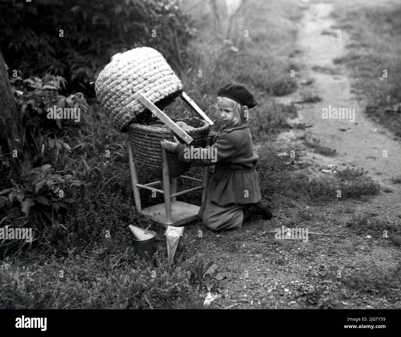 Probabilmente un calore di ape catturato che è trasferito ad un alveare Foto Stock
