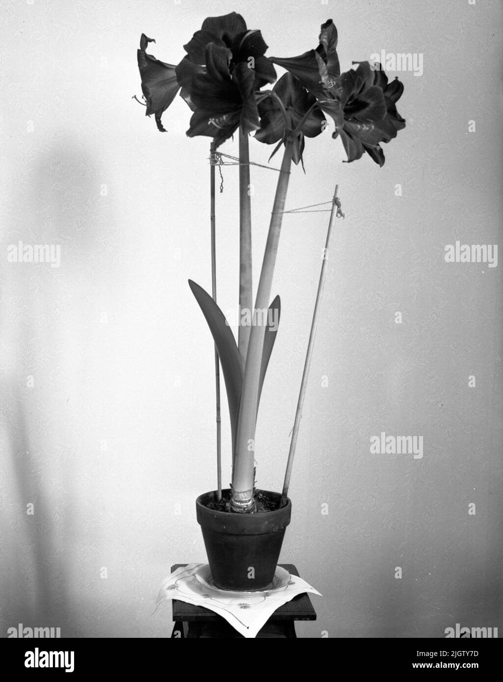 amaryllis fiorito Foto Stock
