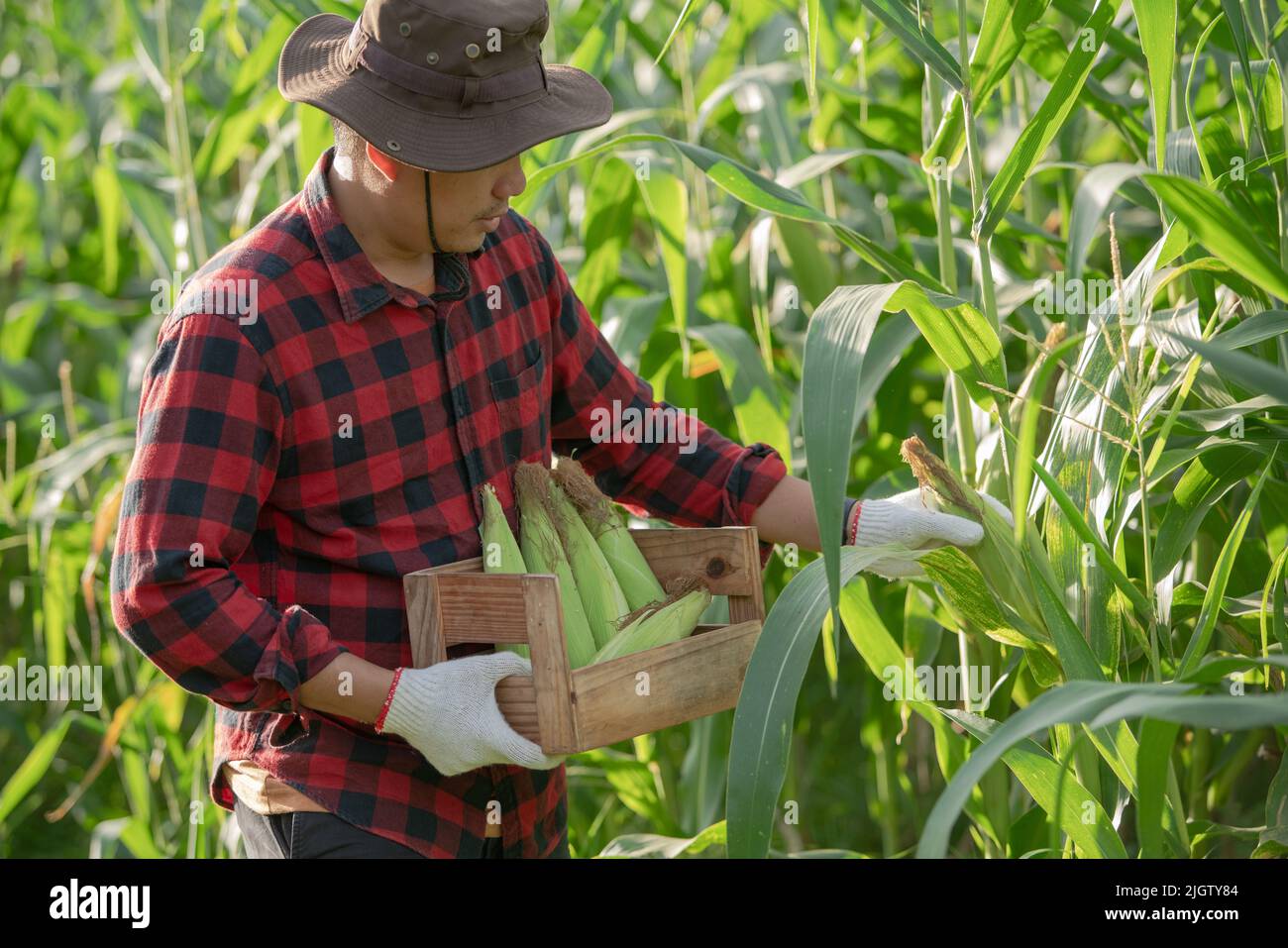 i giovani agricoltori raccolgono mais sul campo di mais Foto Stock