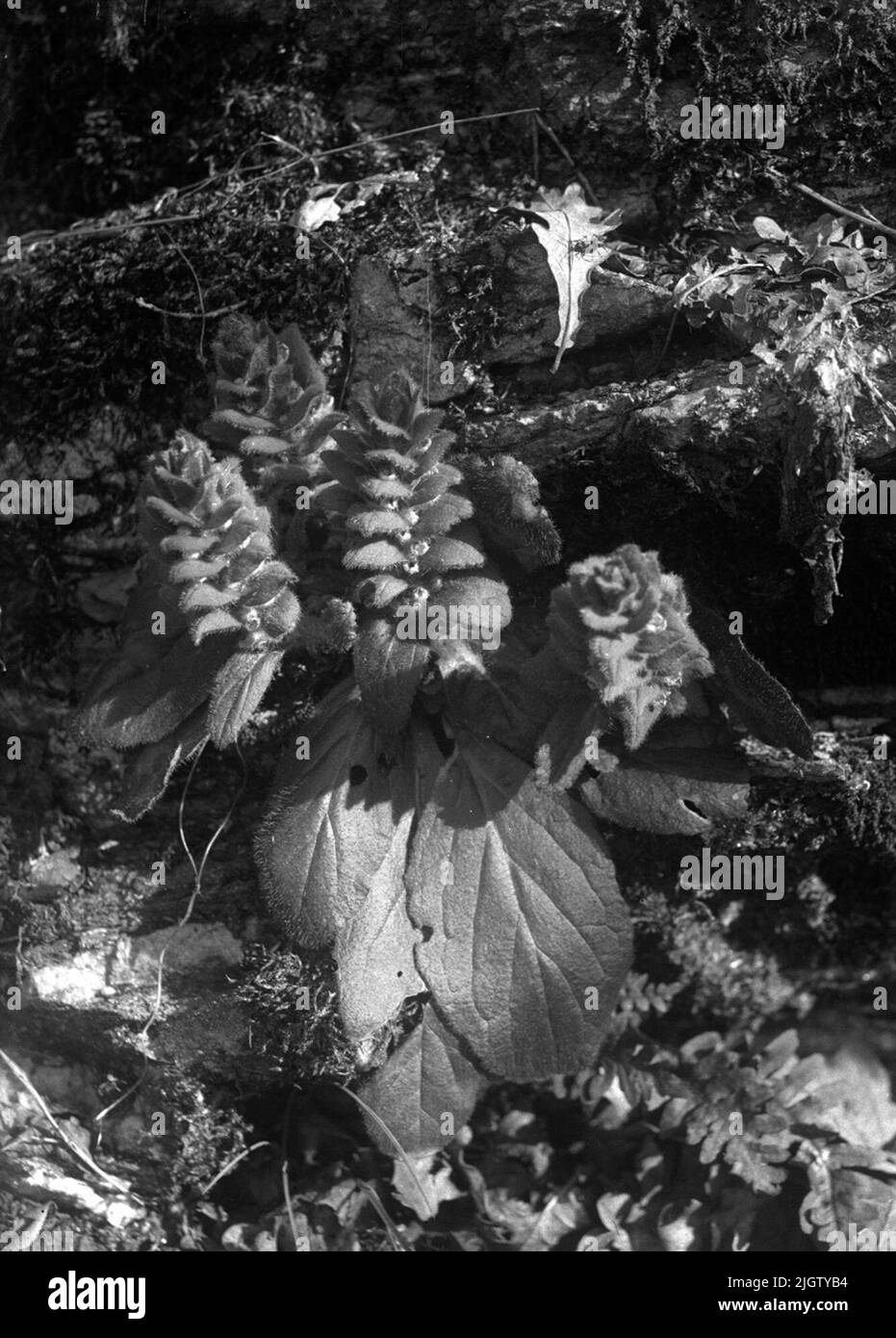 Svezia, Bohuslän, Västra Götaland, Munkedal, Foss, Munkedal, Gothenburg e Bohus contee (raffigurata, luogo) Foto Stock