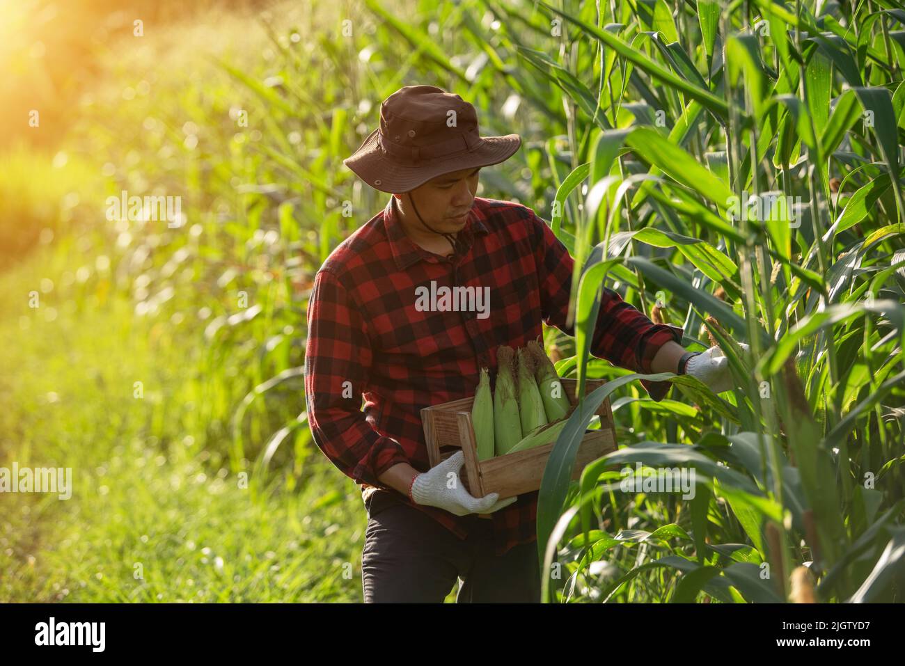 Un giovane agricoltore che coltiva mais in Thailandia Foto Stock