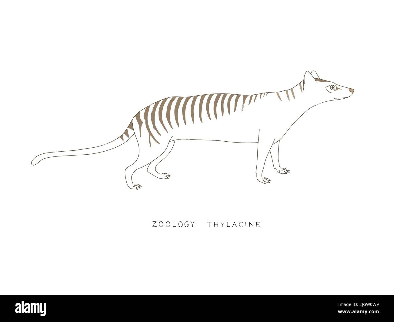 Zoologia: Thylacine. Grafica di contorno di una tigre di tilacina/tasmania. Illustrazione originale Foto Stock