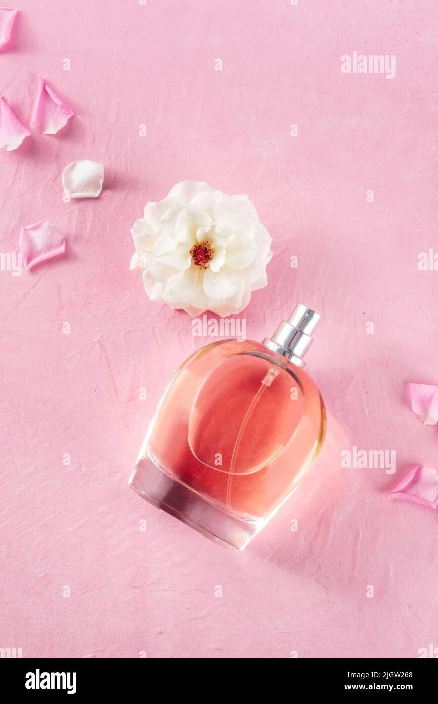 Essenza profumata di rosa, scattata dall'alto su sfondo rosa con un fiore fresco e spazio copia Foto Stock
