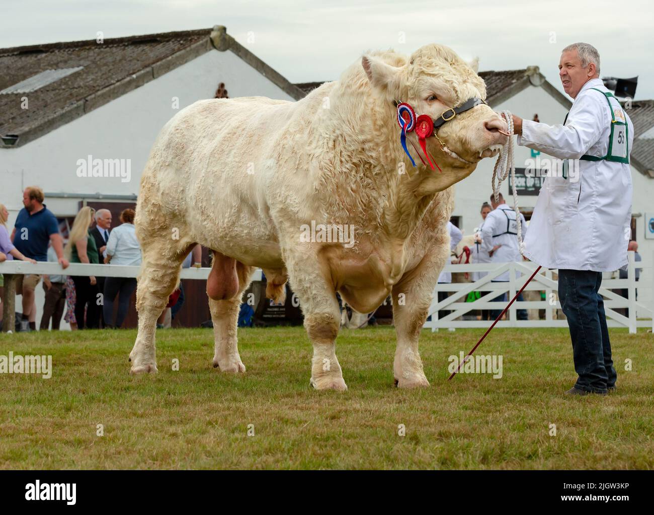 Great Yorkshire Show, Harrogate, Regno Unito. Luglio 12, 2022. Campione di bolla Charolais, con Stockman al Great Yorkshire Show, Harrogate, di fronte con Foto Stock