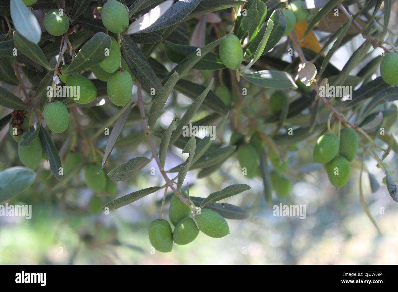 Olivi pieni di olive verdi su ramo di albero. Primo piano e messa a fuoco selettiva. Foto Stock