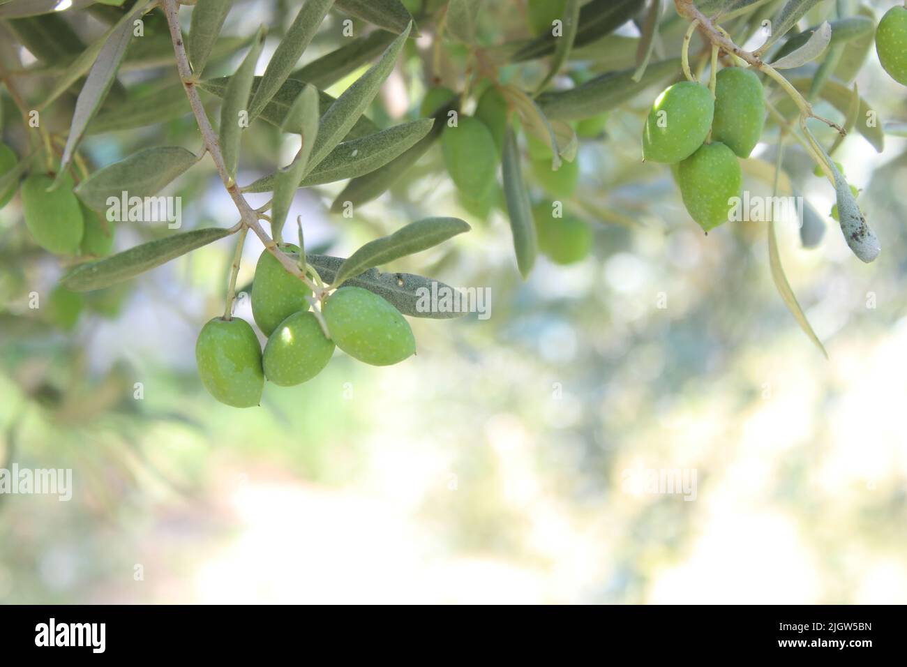 Olivi pieni di olive verdi su ramo di albero. Primo piano e messa a fuoco selettiva. Foto Stock