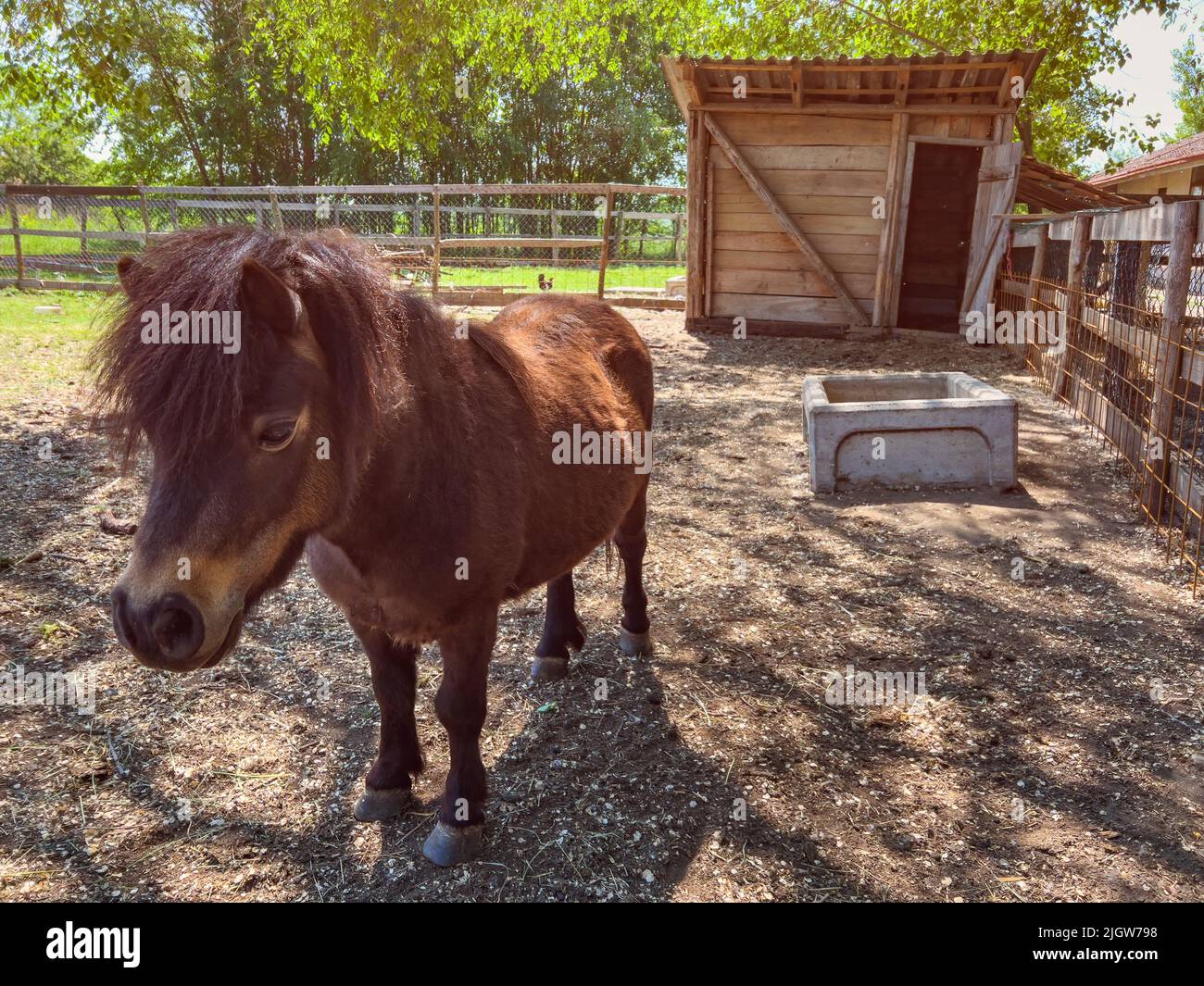 Cavallo di pony marrone sul ranch il giorno di primavera soleggiato Foto Stock