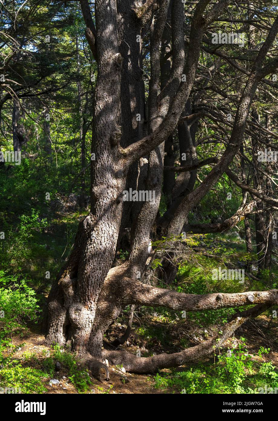 Tannourine Cedar Forest Nature Reserve, Governatorato del Nord Libano, Tannourine, Libano Foto Stock