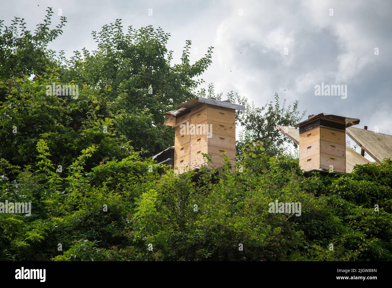 Alveari in un piccolo villaggio vicino a Großschönau, Waldviertel, Austria, Europa Foto Stock