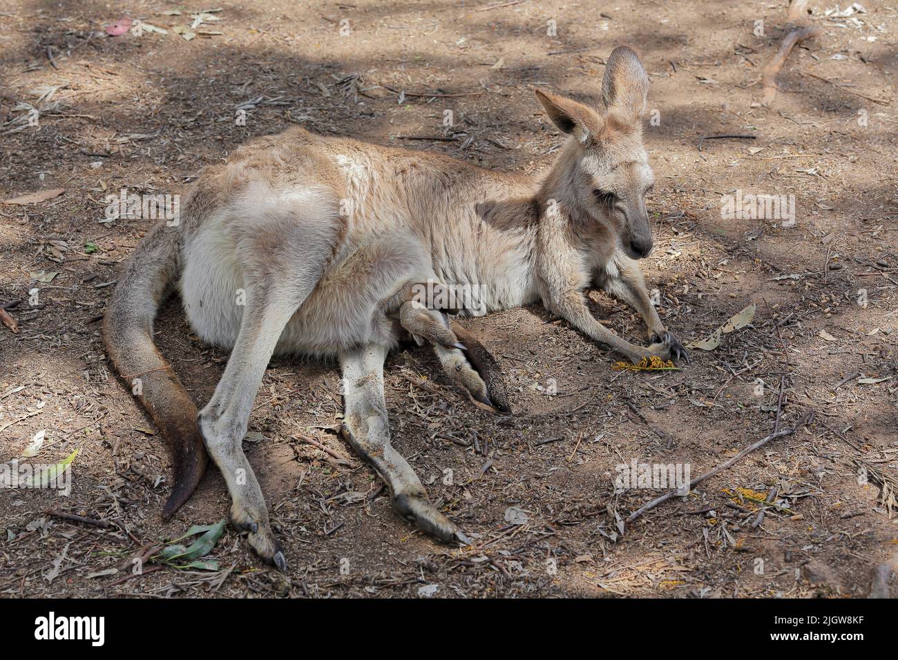 064 canguro grigio orientale femmina con joey che si siticking fuori dalla tasca. Brisbane, Australia. Foto Stock