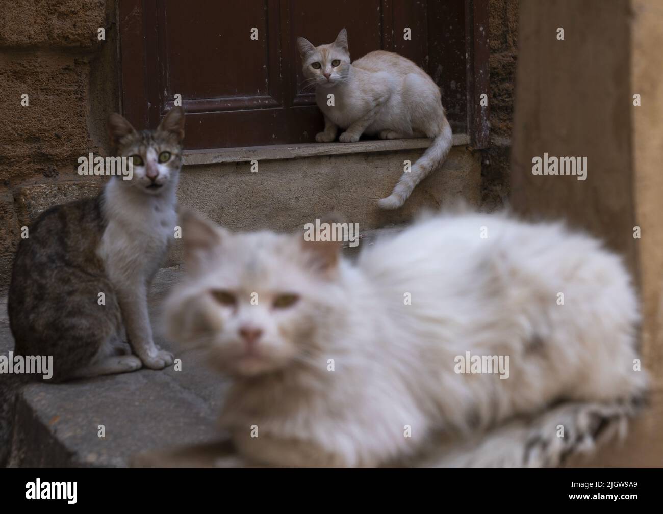 Gatti randagi sporchi, Governatorato del Nord, Tripoli, Libano Foto Stock