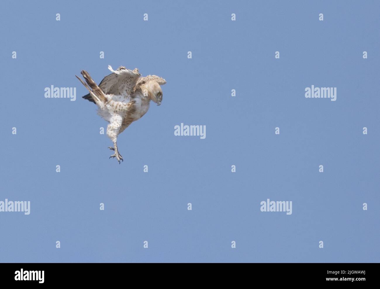 Snake-Eagle (Circaetus gallicus) a Gujarat, India Foto Stock