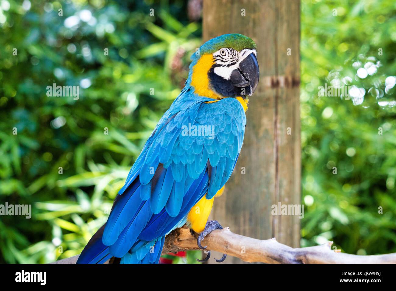 Il primo piano di un colorato pappagallo di Macaw che si trova sul ramo con piante sullo sfondo Foto Stock