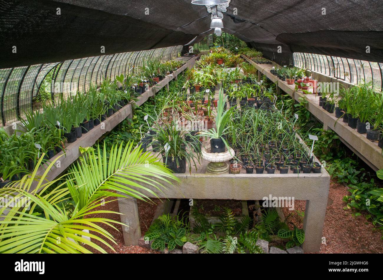 Un interno di una serra del Giardino Botanico a Buenos Aires, Argentina Foto Stock