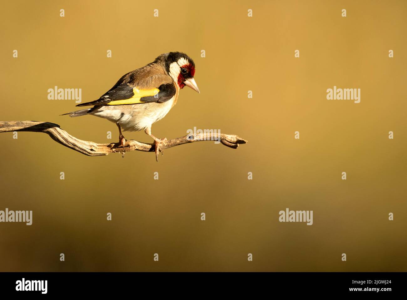 Goldfinch europeo con l'ultima luce del giorno in una foresta mediterranea in estate Foto Stock