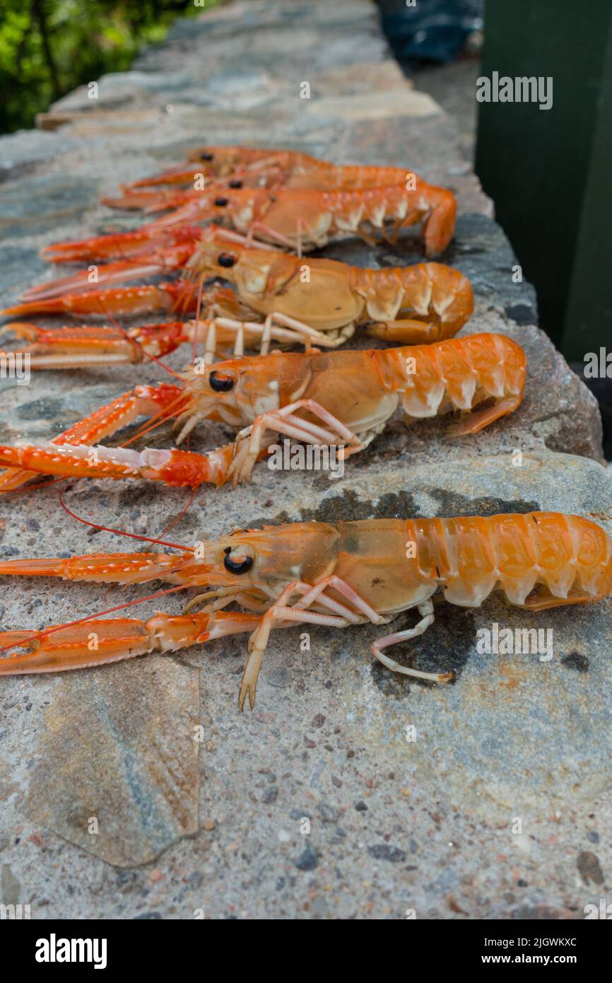 Langoustine appena pescato (Nephrops norvegicus) Scozia, Regno Unito. Foto Stock