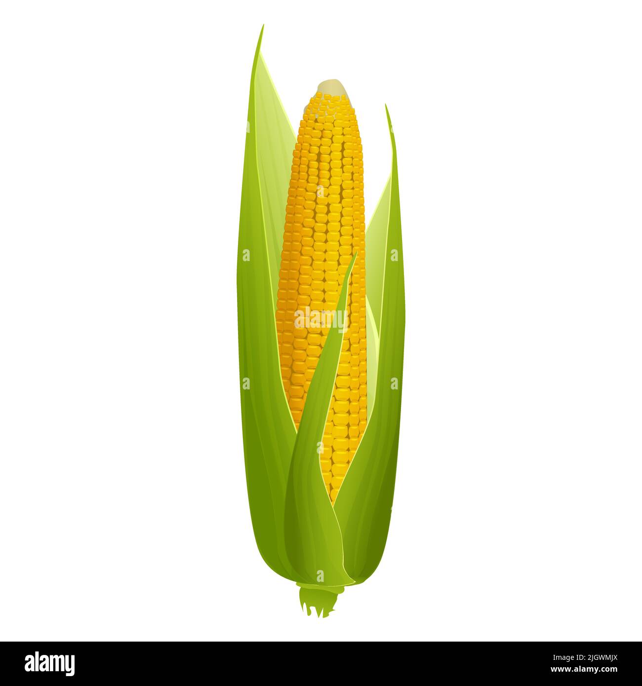 Pannocchie mature con grani dorati e foglie verdi isolate su sfondo bianco. Elemento di disegno vettoriale. Illustrazione Vettoriale