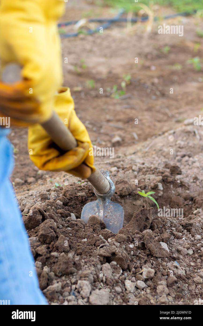 Indietro vista irriconoscibile delle mani che tengono l'attrezzo di lavoro di un coltivatore e rimuovono il terreno agricolo. Foto Stock