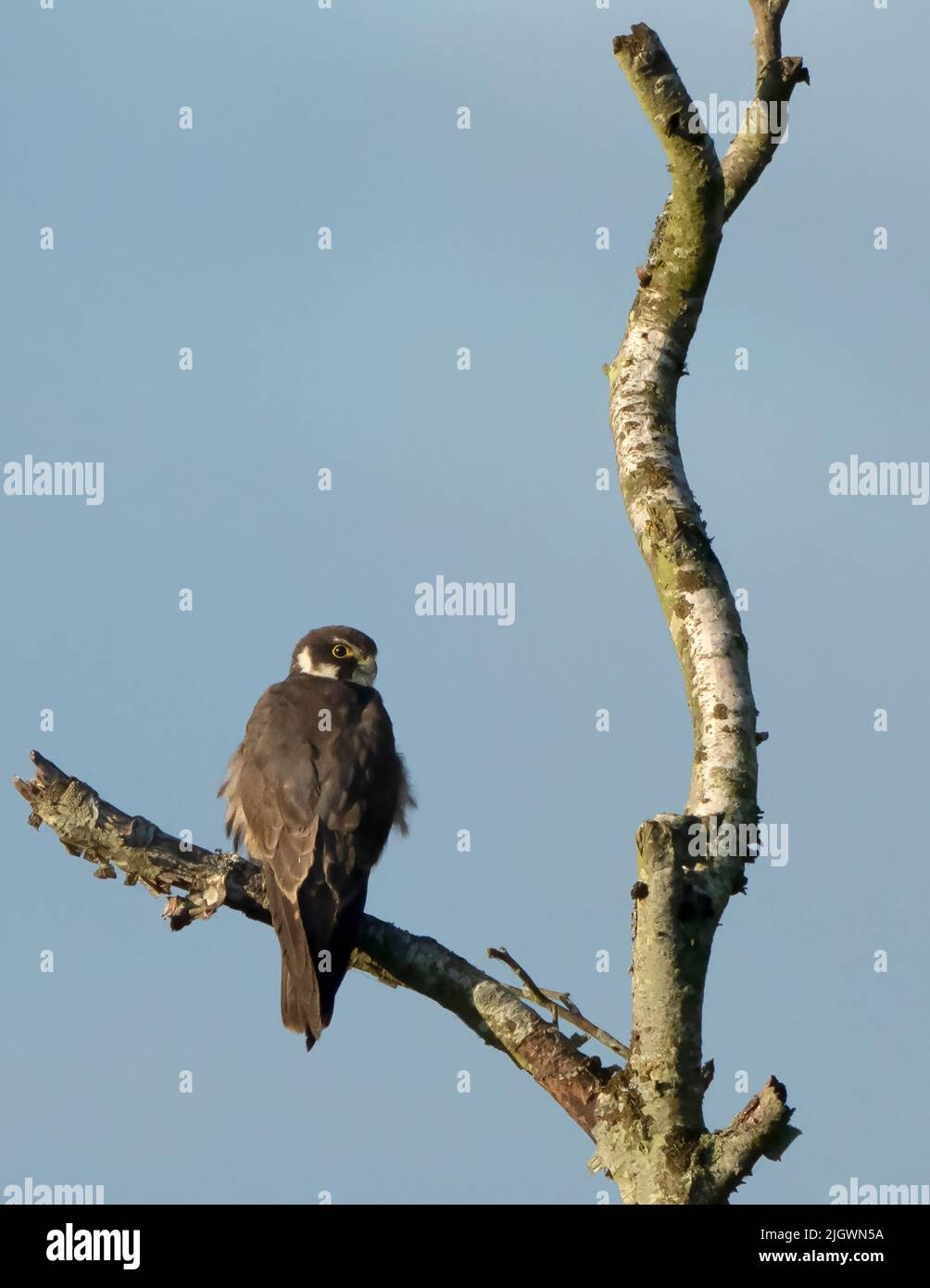 Un Hobby (Falco subbuteo) arroccato nella luce del sole di mattina presto, Norfolk Foto Stock