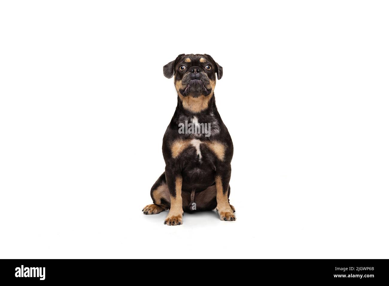 Ritratto di divertente animale domestico attivo, carino cane in posa isolato su sfondo bianco studio. Concetto di movimento, azione, amore per gli animali domestici, vita animale. Foto Stock