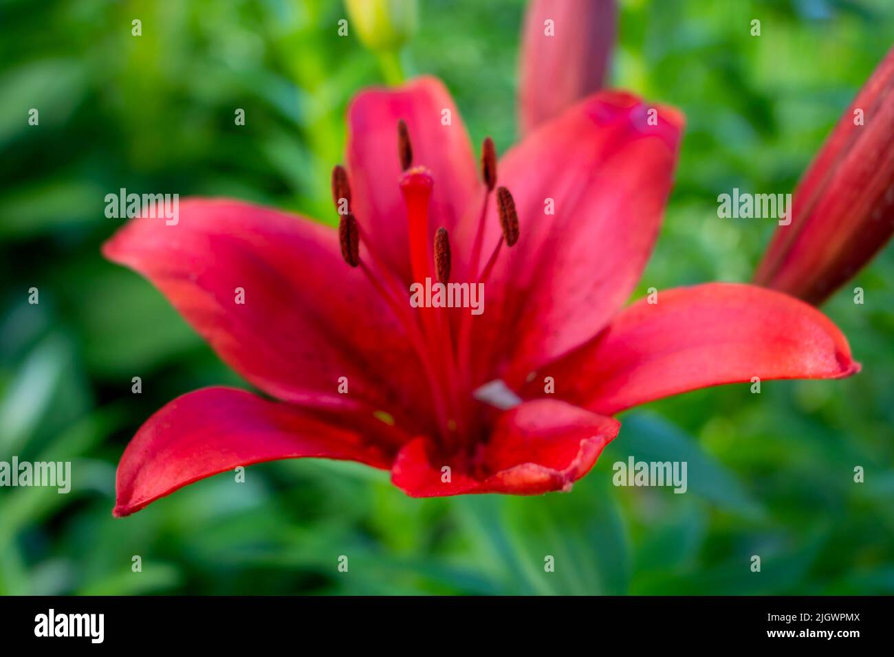Primo piano di una bella fioritura Asiatica Lily Red County, Asiatica Lily Blacklis, Foto Stock