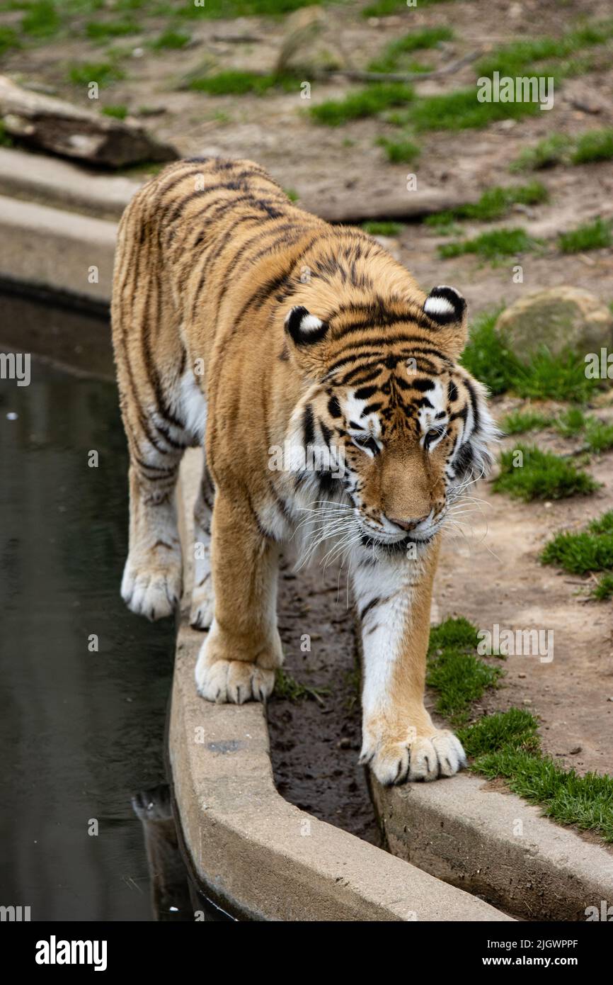 Un colpo verticale di una tigre siberiana (Amur) che cammina su un bordo Foto Stock