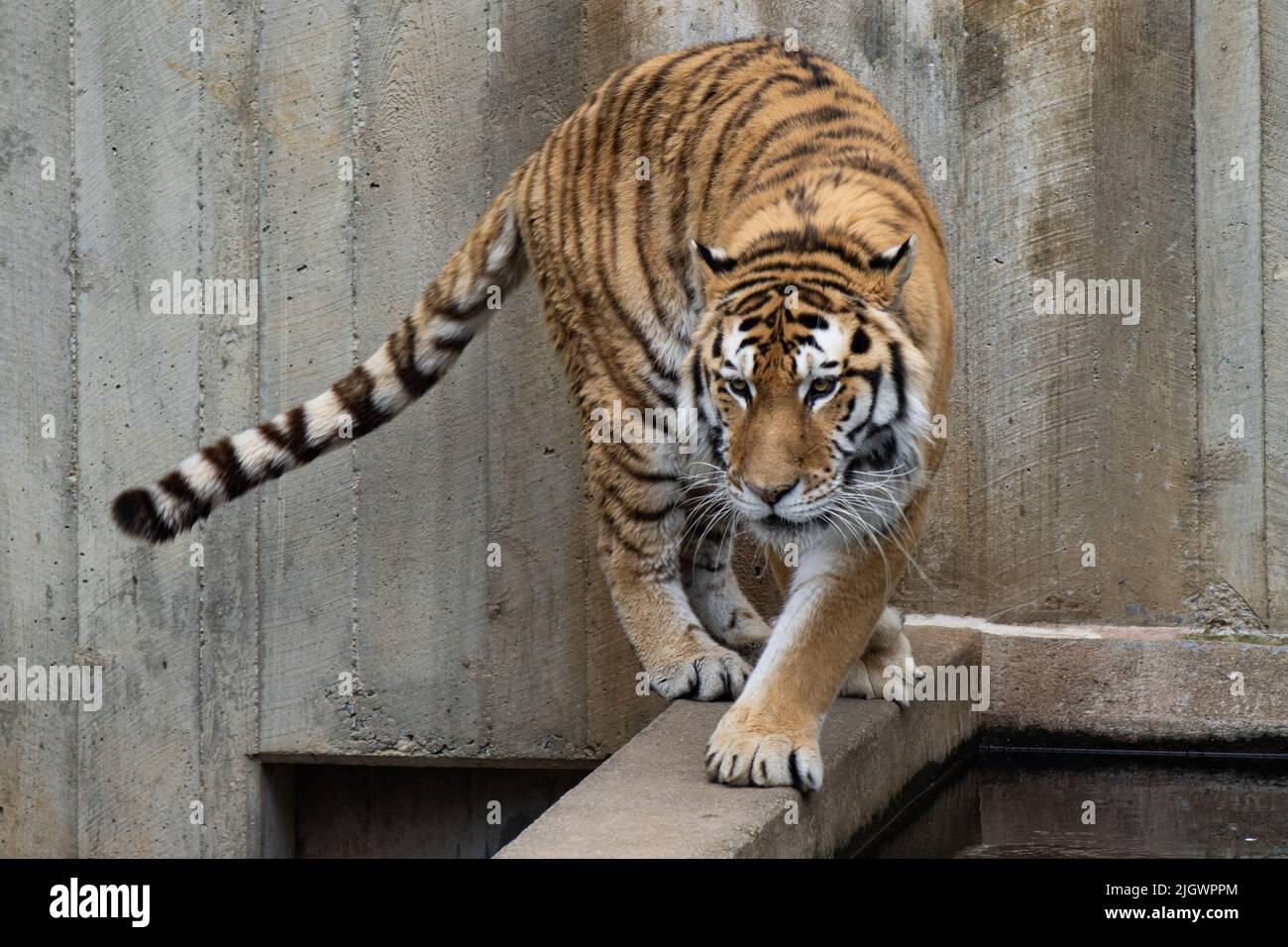 Una tigre siberiana (Amur) che cammina su un bordo Foto Stock