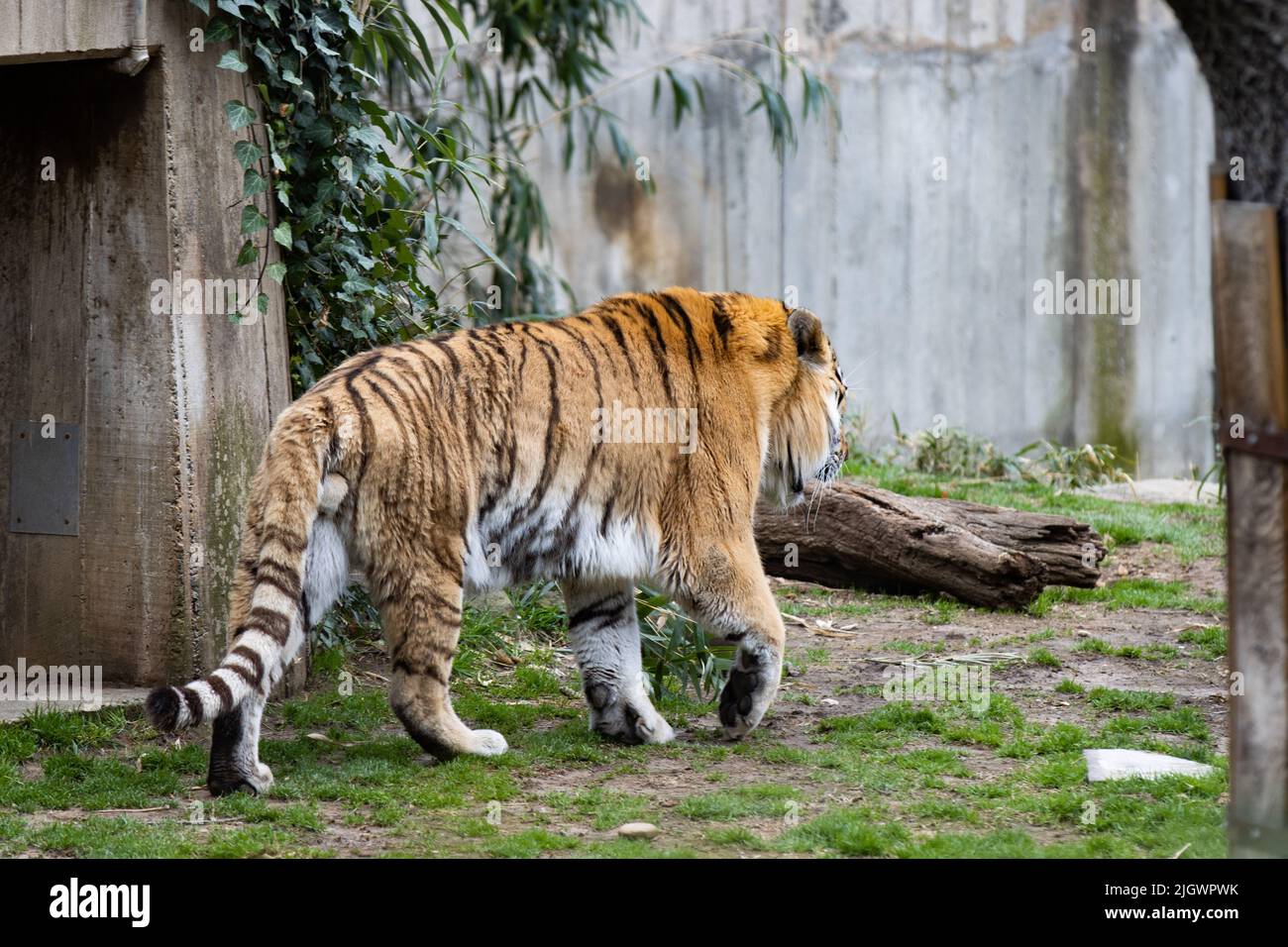 Una tigre siberiana (Amur) della sottospecie Panthera tigris tigris Foto Stock