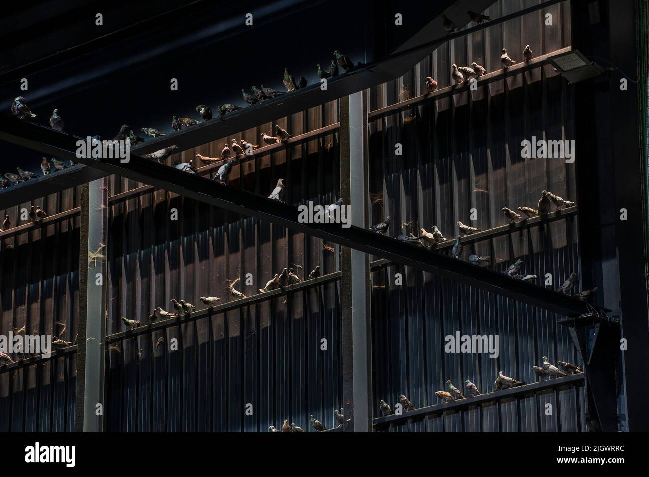 13 /07/2021 -Milano = Mostra di Maurizio Cattelan in Hangar Bicocca: Breath Ghosts Blind. Nella foto: Fantasmi, 2021, Pigeoni in taxidermy Foto Stock